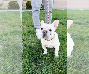 French Bulldog Puppy for sale in EASTVALE, CA, USA