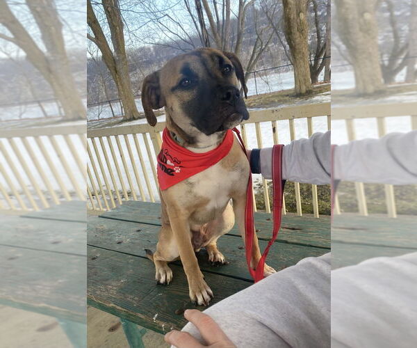 Medium Photo #7 Boxer-Unknown Mix Puppy For Sale in Springdale, PA, USA
