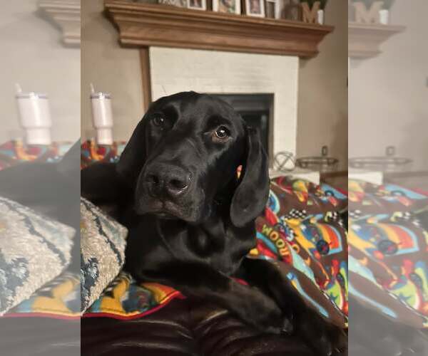 Medium Photo #2 Doberman Pinscher-Weimaraner Mix Puppy For Sale in Aurora, OH, USA