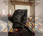 Small #1 Doberman Pinscher-Weimaraner Mix