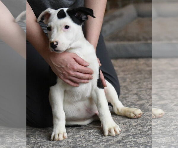 Medium Photo #1 American Bulldog-Labrador Retriever Mix Puppy For Sale in Mechanicsburg, PA, USA