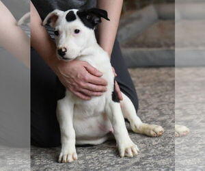 American Bulldog-Labrador Retriever Mix Dogs for adoption in Mechanicsburg, PA, USA
