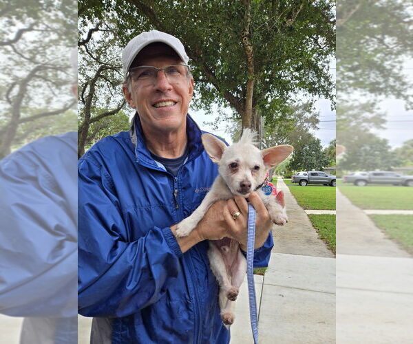 Medium Photo #16 Chi-Poo (Miniature) Puppy For Sale in Plantation, FL, USA