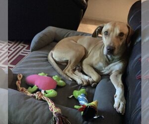 Beagle-Unknown Mix Dogs for adoption in phoenix, AZ, USA