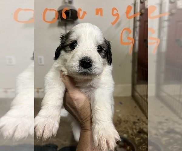 Medium Photo #5 Great Pyrenees Puppy For Sale in RUTHERFORDTON, NC, USA