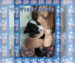 Small Photo #22 Pembroke Welsh Corgi Puppy For Sale in LOGAN, NM, USA