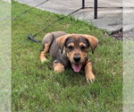 Small #1 Mutt