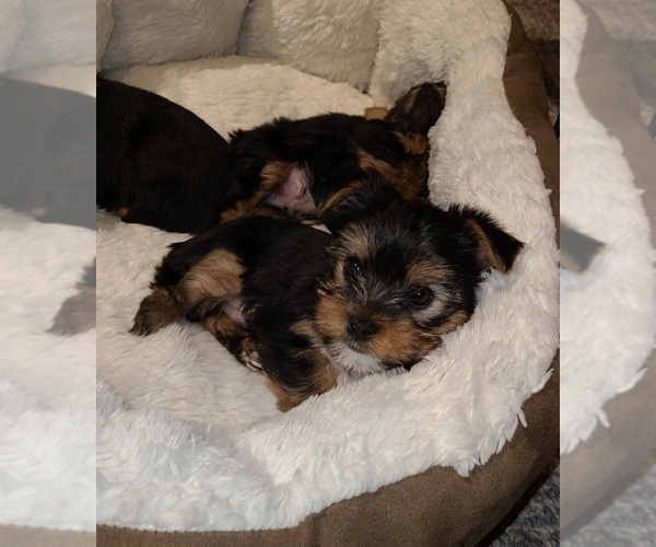 Medium Photo #2 Yorkshire Terrier Puppy For Sale in STACY, MN, USA