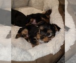Small Photo #2 Yorkshire Terrier Puppy For Sale in STACY, MN, USA