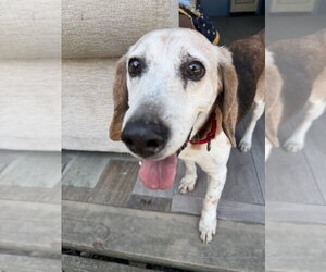 Basset Hound-Unknown Mix Dogs for adoption in Elmsford, NY, USA