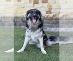 Small #4 German Shepherd Dog Mix