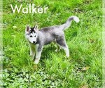 Puppy Walker Siberian Husky