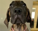 Small Photo #2 Great Dane Puppy For Sale in PORT SAINT LUCIE, FL, USA