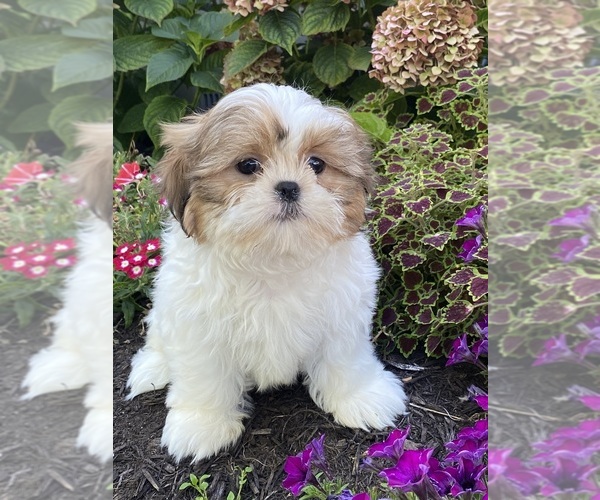 Medium Photo #3 Shih Tzu Puppy For Sale in CANOGA, NY, USA