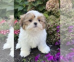 Small #2 Shih Tzu
