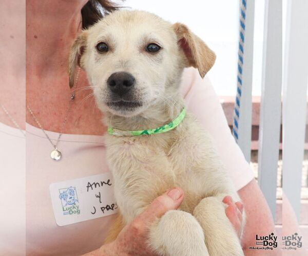 Medium Photo #3 Australian Shepherd-Unknown Mix Puppy For Sale in Washington, DC, USA