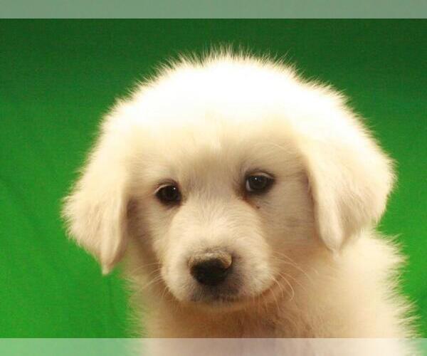 Medium Photo #2 Great Pyrenees Puppy For Sale in SHAWNEE, OK, USA