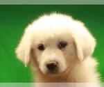 Small Photo #2 Great Pyrenees Puppy For Sale in SHAWNEE, OK, USA