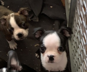 Boston Terrier Puppy for sale in ALOHA, OR, USA