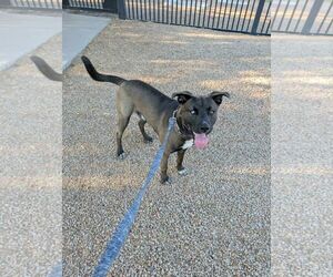 Nico (Courtesy post) - Male American Staffordshire Terrier-Siberian Husky Mix Dog for Adoption - Photo #2