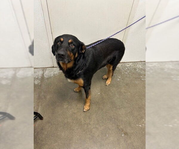 Medium Photo #1 Rottweiler-Unknown Mix Puppy For Sale in Rosenberg, TX, USA