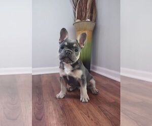 French Bulldog Puppy for sale in KNOXVILLE, TN, USA