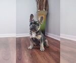 Small Photo #1 French Bulldog Puppy For Sale in KNOXVILLE, TN, USA