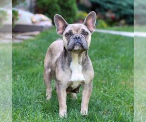 Mother of the French Bulldog puppies born on 06/18/2025