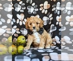 Small Photo #3 Cavapoo Puppy For Sale in ATGLEN, PA, USA