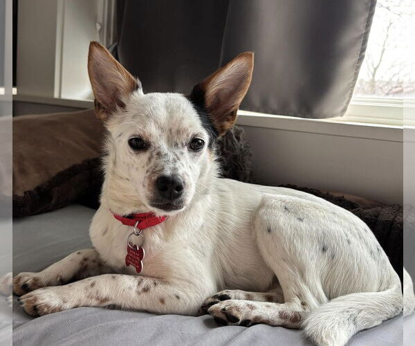 Medium Photo #2 Australian Shepherd-Jack Russell Terrier Mix Puppy For Sale in Cuba, NY, USA