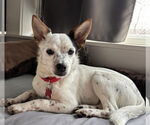 Small #1 Australian Shepherd-Jack Russell Terrier Mix