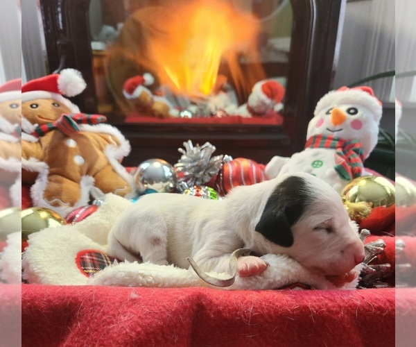 Medium Photo #9 Dalmatian Puppy For Sale in VASSALBORO, ME, USA