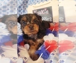 Small #20 Yorkshire Terrier