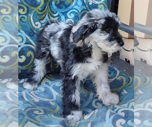 Aussiedoodle Puppy for sale in MARION, TX, USA