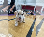 Small #10 Mutt