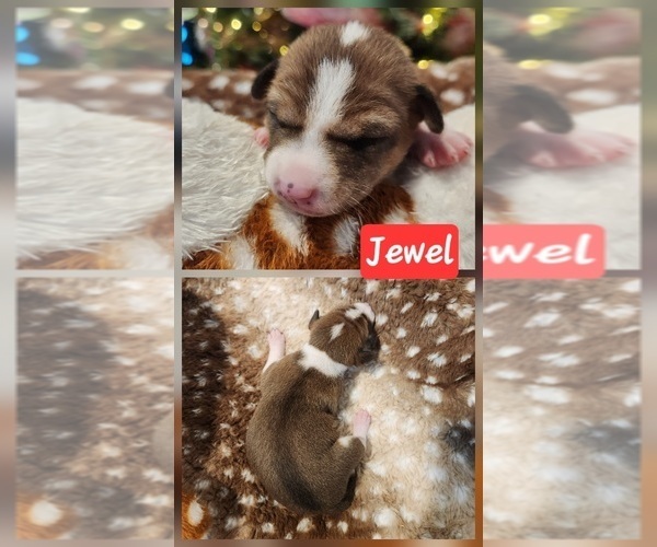 Medium Photo #16 Basenji Puppy For Sale in LOMETA, TX, USA