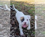 Small Photo #19 American Bulldog Puppy For Sale in MILLS RIVER, NC, USA