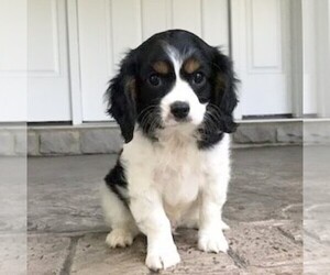 Cavalier King Charles Spaniel Puppy for sale in PARKESBURG, PA, USA