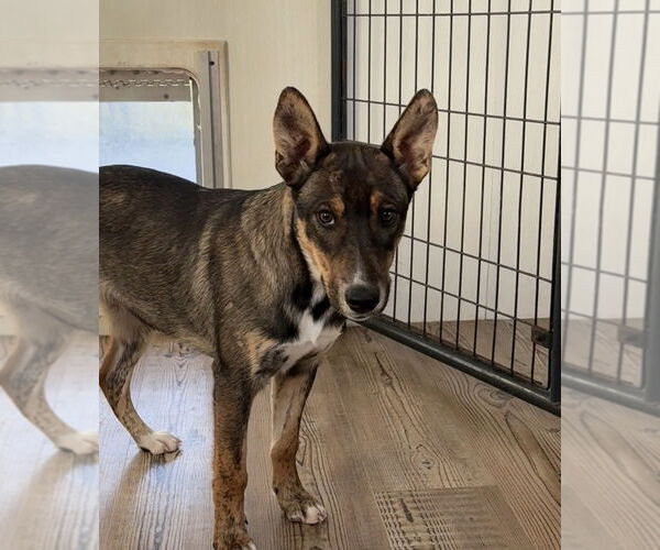 Medium Photo #1 German Shepherd Dog Puppy For Sale in Bolivar, MO, USA