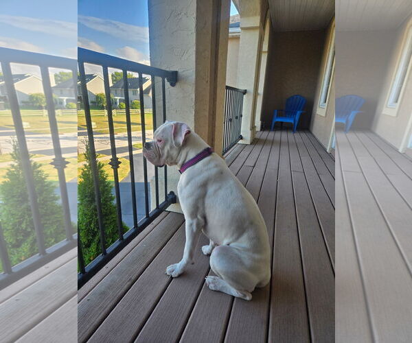 Medium Photo #4 Boxer Puppy For Sale in Woodbury, MN, USA