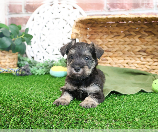 Medium Photo #3 Schnauzer (Miniature) Puppy For Sale in SYRACUSE, IN, USA