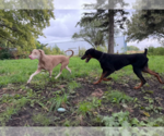 Small Photo #5 Doberman Pinscher Puppy For Sale in Buffalo, MN, USA