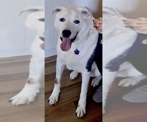 Labrador Retriever-Unknown Mix Dogs for adoption in Mount Airy, NC, USA