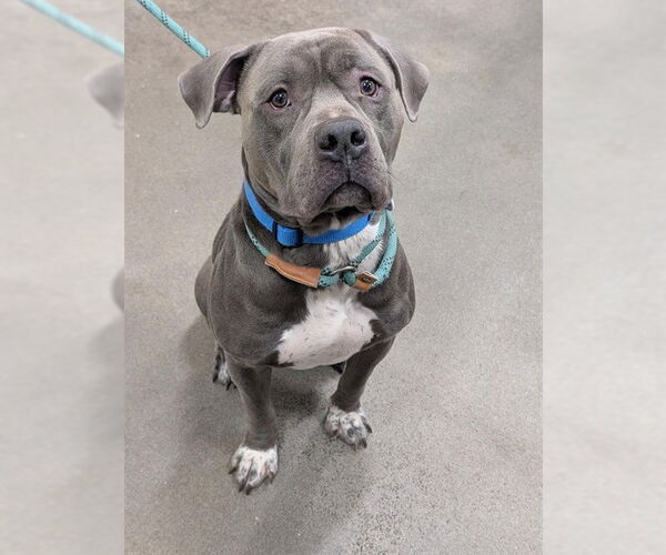 Medium Photo #1 Mutt Puppy For Sale in Forestville, MD, USA