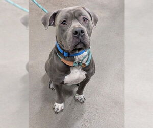 Mutt Dogs for adoption in Forestville, MD, USA