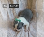 Small Photo #3 Boston Terrier Puppy For Sale in MINERAL WELLS, WV, USA