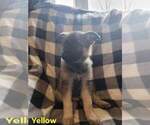Small Photo #5 German Shepherd Dog Puppy For Sale in HARRISONVILLE, MO, USA
