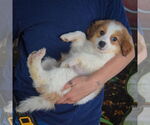 Small #4 Australian Shepherd Mix