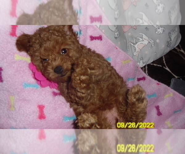 Medium Photo #1 Poodle (Miniature) Puppy For Sale in DULUTH, GA, USA