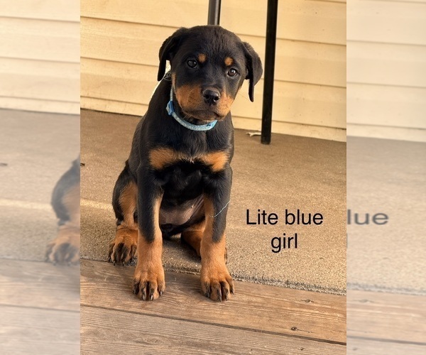 Medium Photo #2 Rottweiler Puppy For Sale in DANVILLE, IL, USA